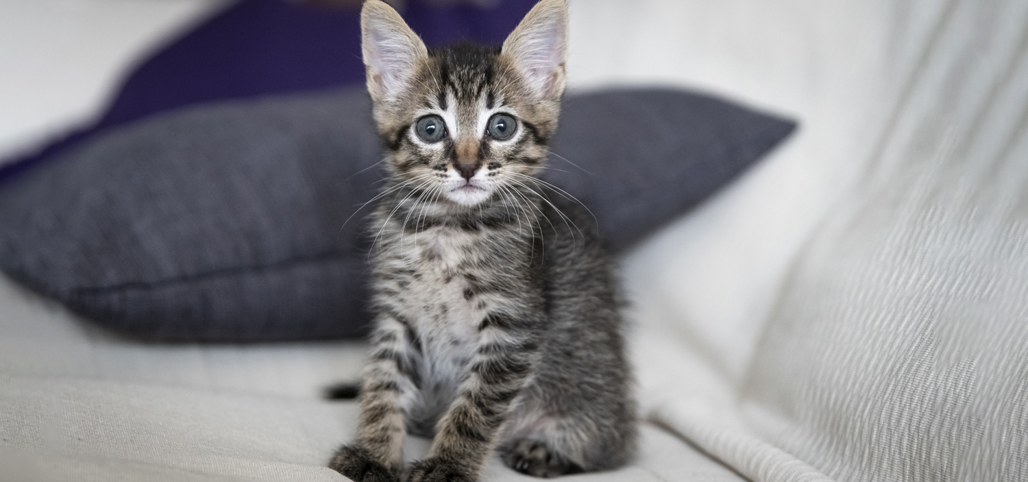 comportementaliste chaton.jpg